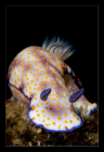 Risbecia Pulchella by Charles Wright 